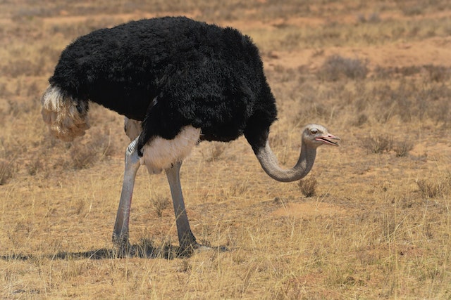 Hunting OstrichIn South Africa