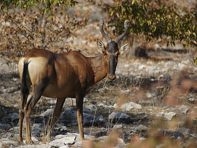 Hunting Red HartebeestIn South Africa
