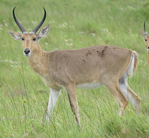 Hunting Reedbuck, CommonIn South Africa