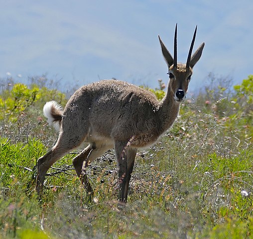 Hunting Vaal RhebuckIn South Africa