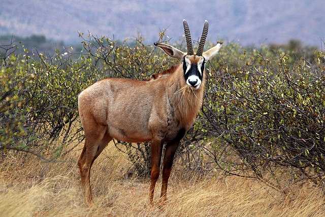 Hunting RoanIn South Africa
