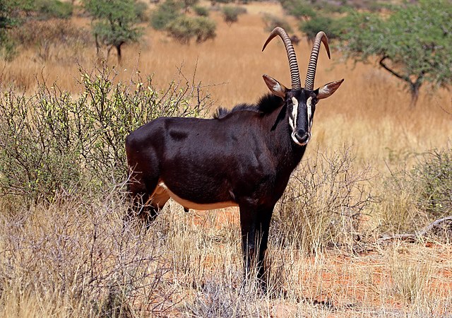 Hunting In Gauteng South Africa