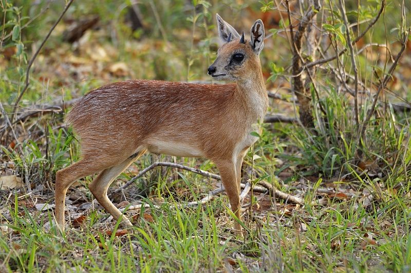 Hunting Grysbuck, Sharpe'sIn South Africa