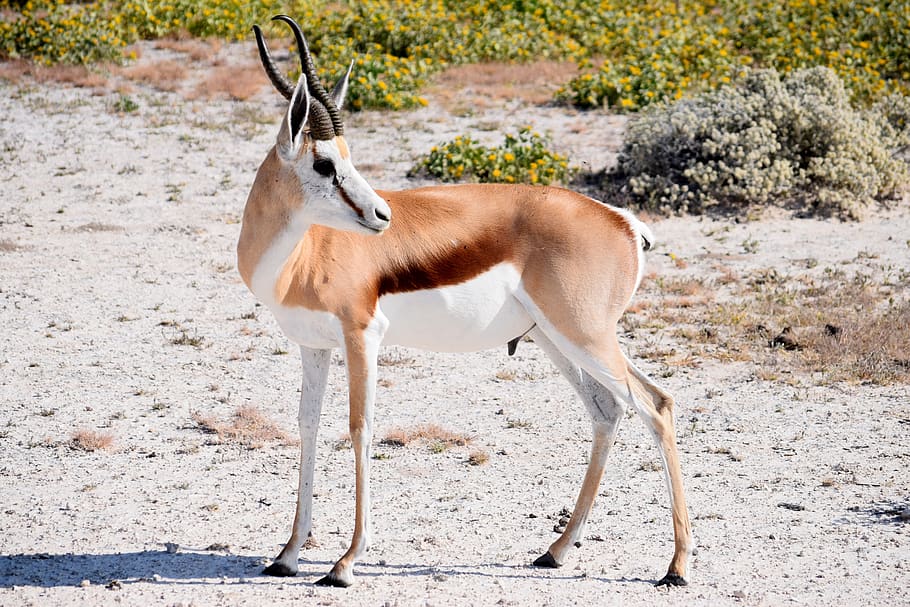 Hunting SpringbuckIn South Africa