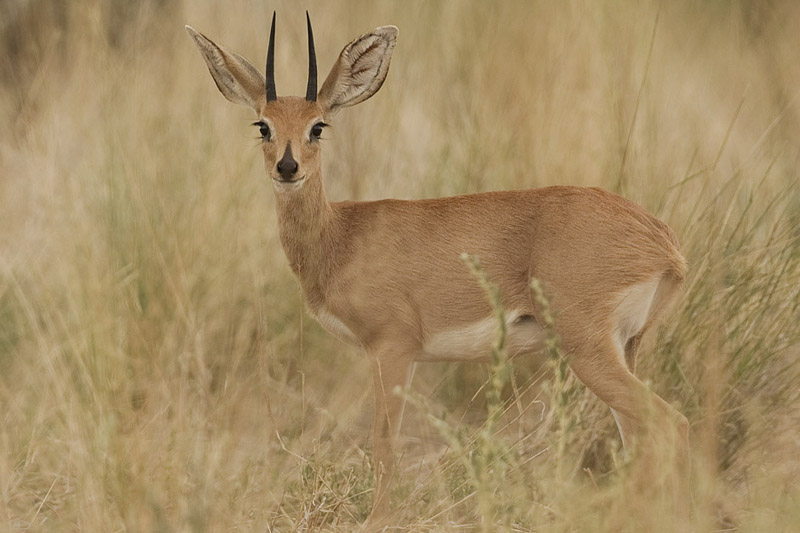 Hunting SteenbuckIn South Africa