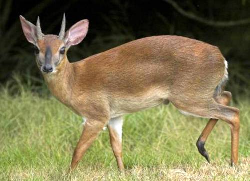 Hunting SuniIn South Africa