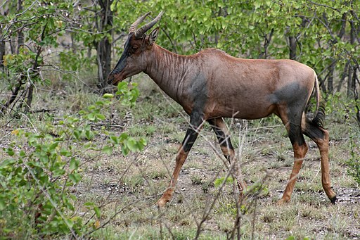 Hunting TsessebeIn South Africa