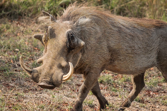 Hunting WarthogIn South Africa