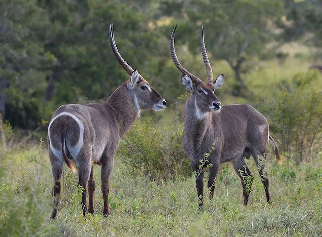 Hunting WaterbuckIn South Africa