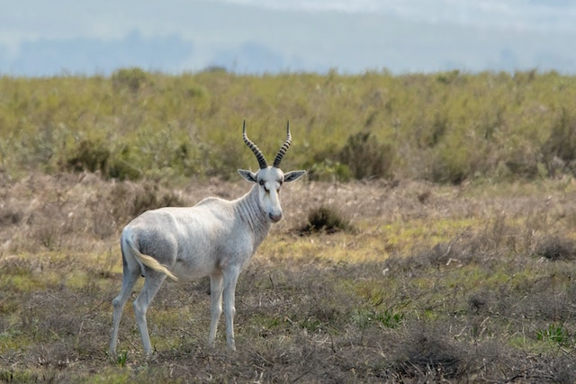 Hunting White BlesbuckIn South Africa