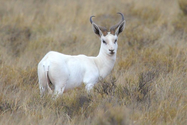 Hunting SpringbuckIn South Africa