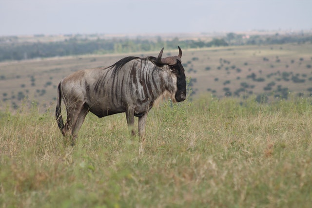 Hunting Blue WildebeestIn South Africa