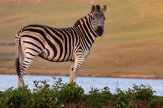 Hunting ZebraIn South Africa